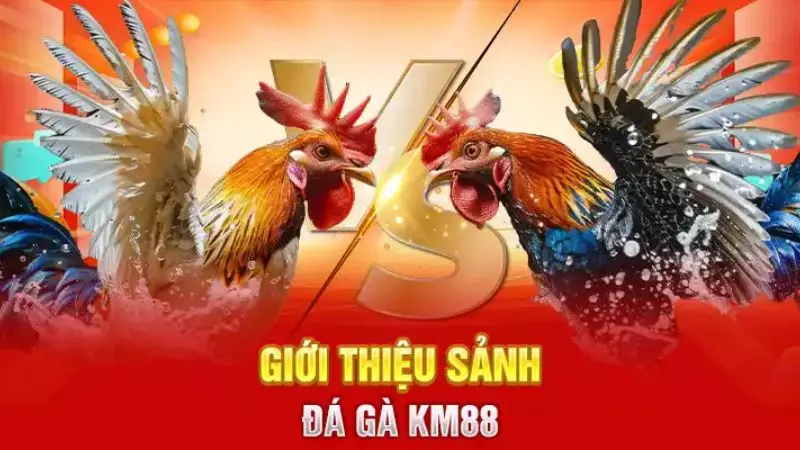 Làm chủ game đá gà online Km88 cực kỳ dễ dàng